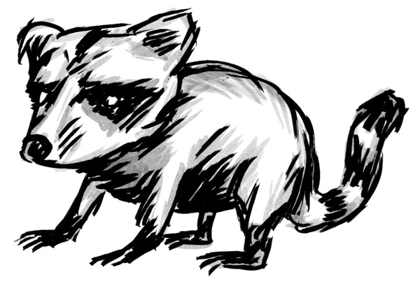 590x406 City Critters Raccoons! Vancouver Is Awesome