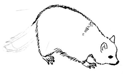 400x242 How To Draw A Raccoon