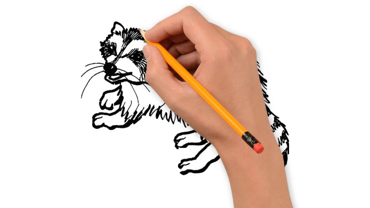 1280x720 Raccoon Animals Pencil To Draw Step