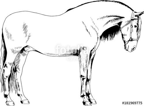 500x369 Race Horse Without A Harness Drawn In Ink