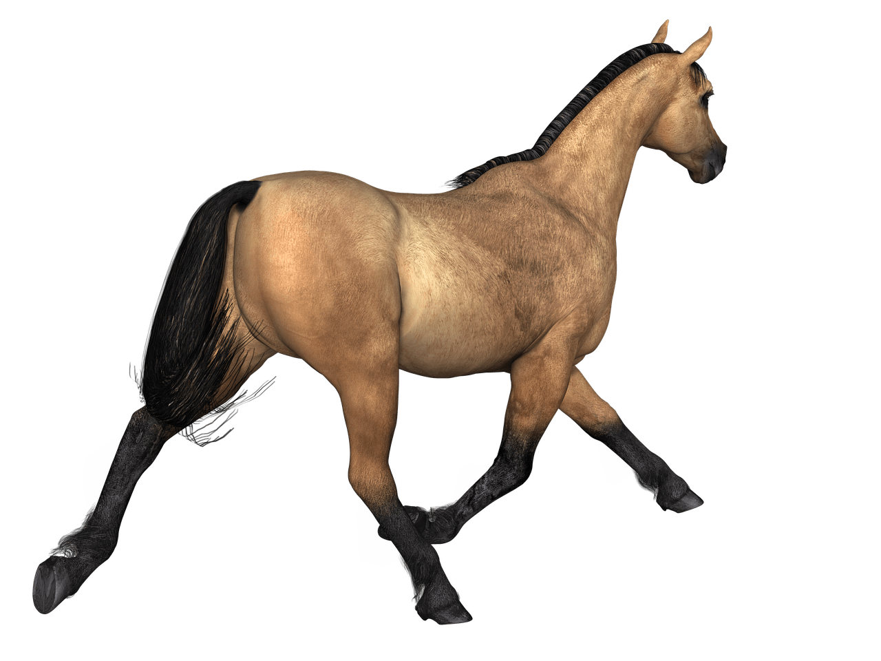 1280x960 Brown Race Horse Transparent Png