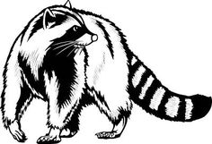 236x161 Drawing Raccoon Outline Transparent Png Clipart Free Download