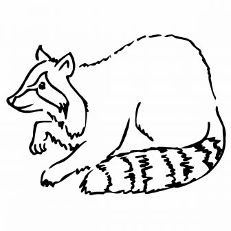 336x336 Easy Drawing Of Raccoon Tutorial Guide I Fertility