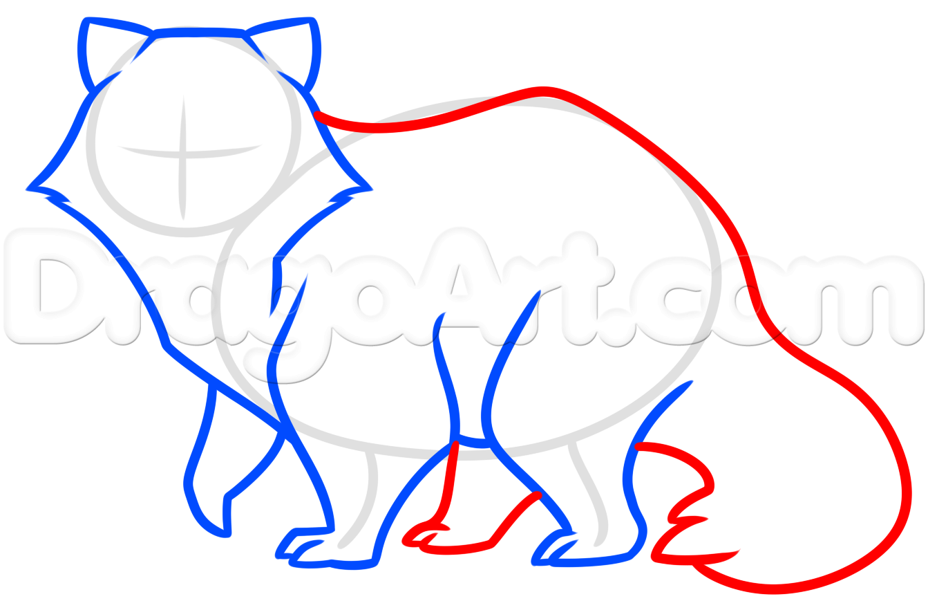 1343x882 How To Draw A Raccoon Dog, Step