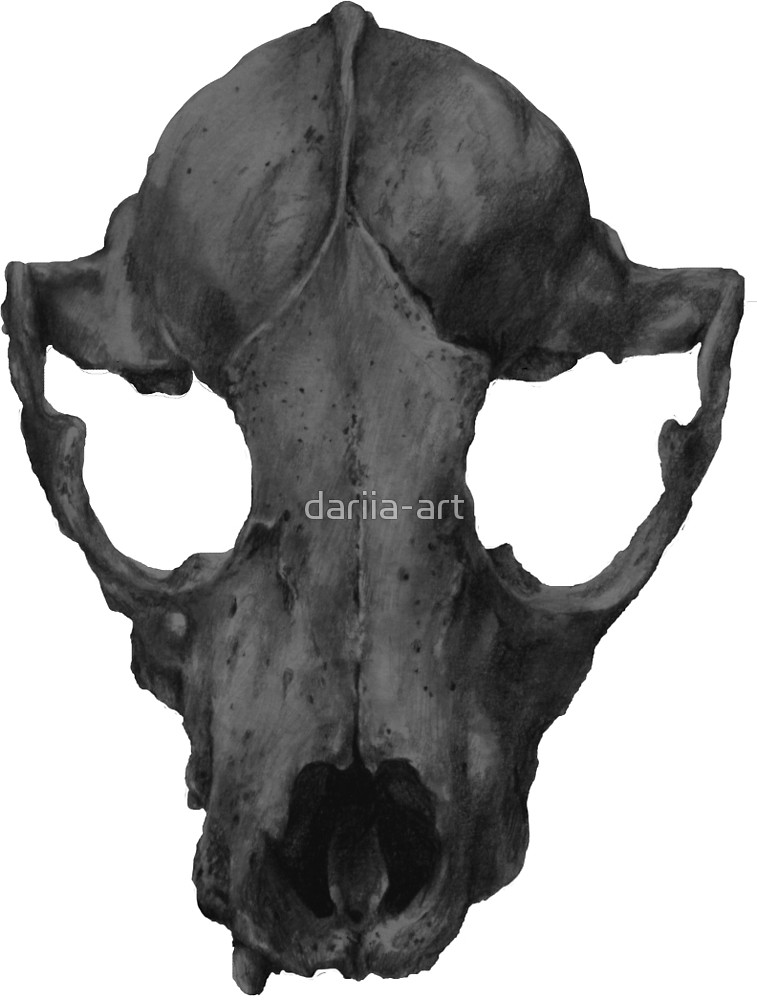 757x1000 Racoon Skull Drawing