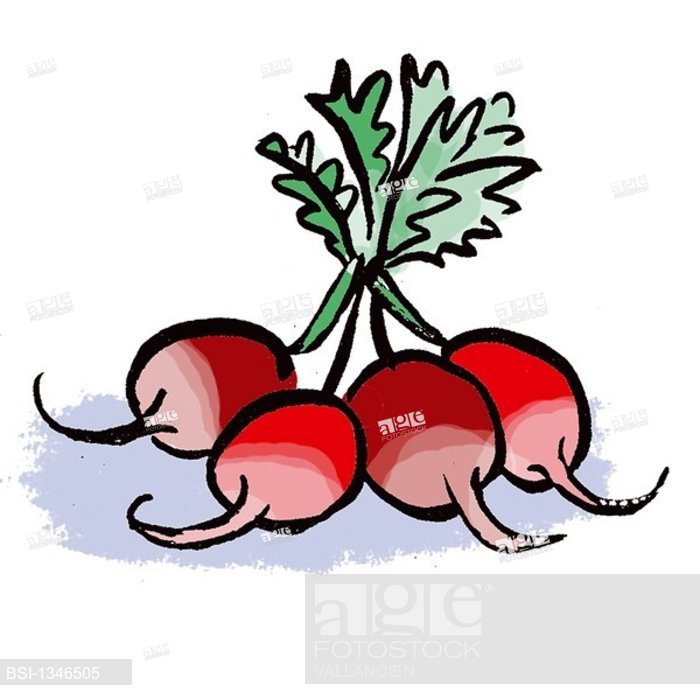 700x700 Radish, Drawing, Stock Photo, Picture And Rights Managed Image