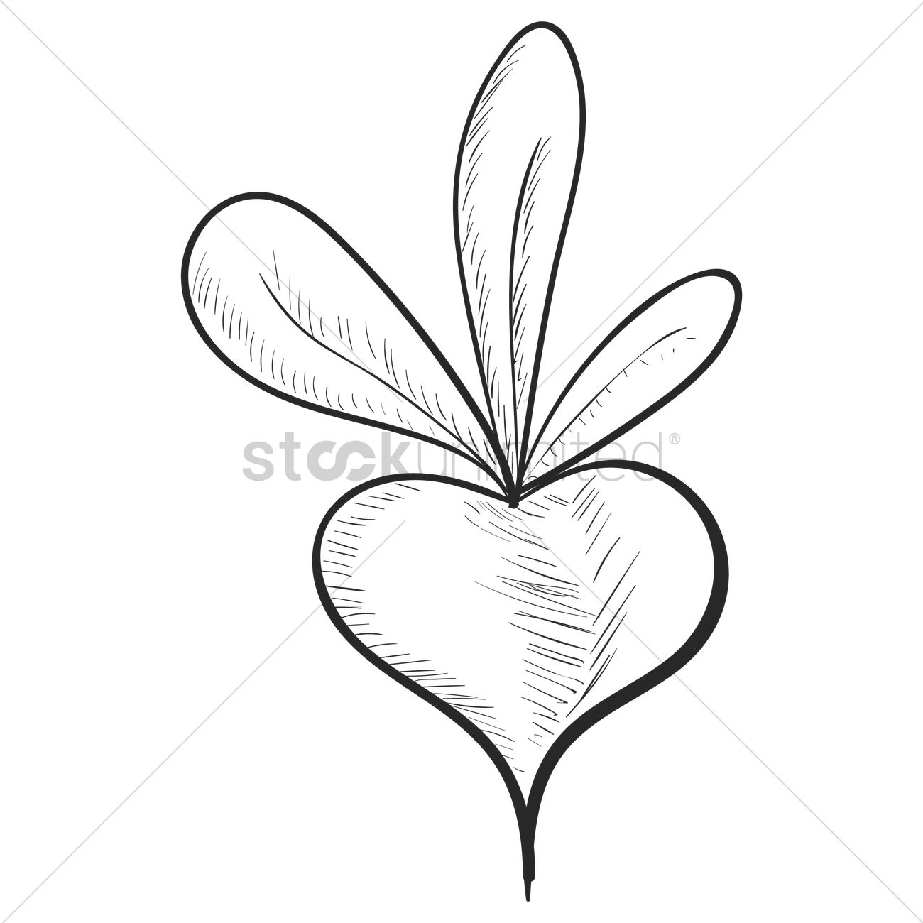 1300x1300 Radish Vector Image