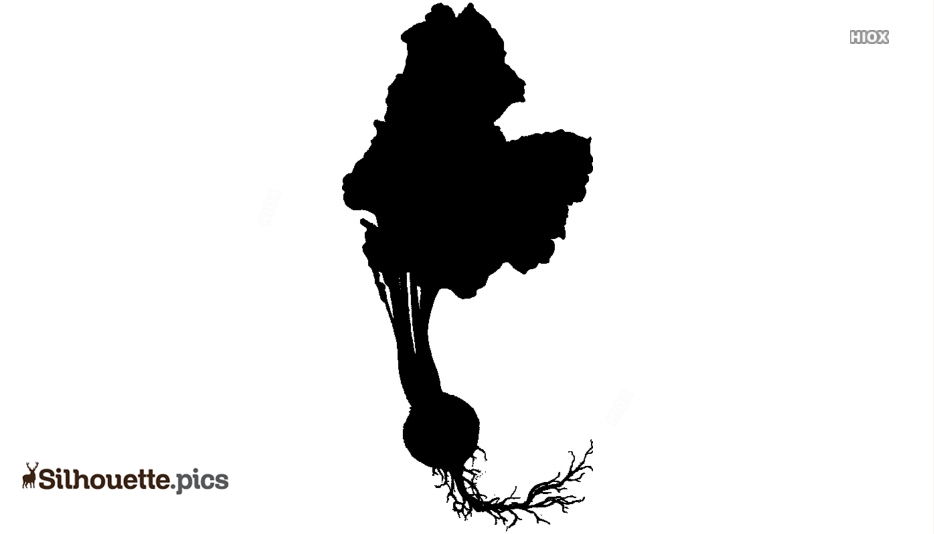 934x534 Radish Drawing Silhouette Vector, Clipart Images, Pictures