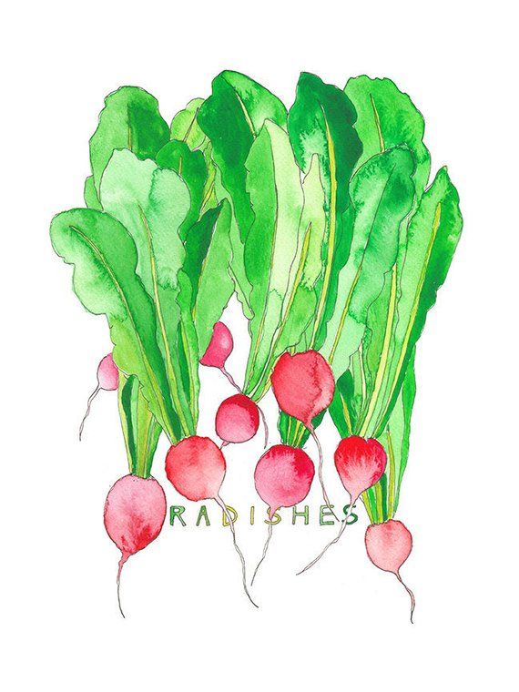 570x760 Radishes Watercolor Art Print Fresh From The Garden Kitchen