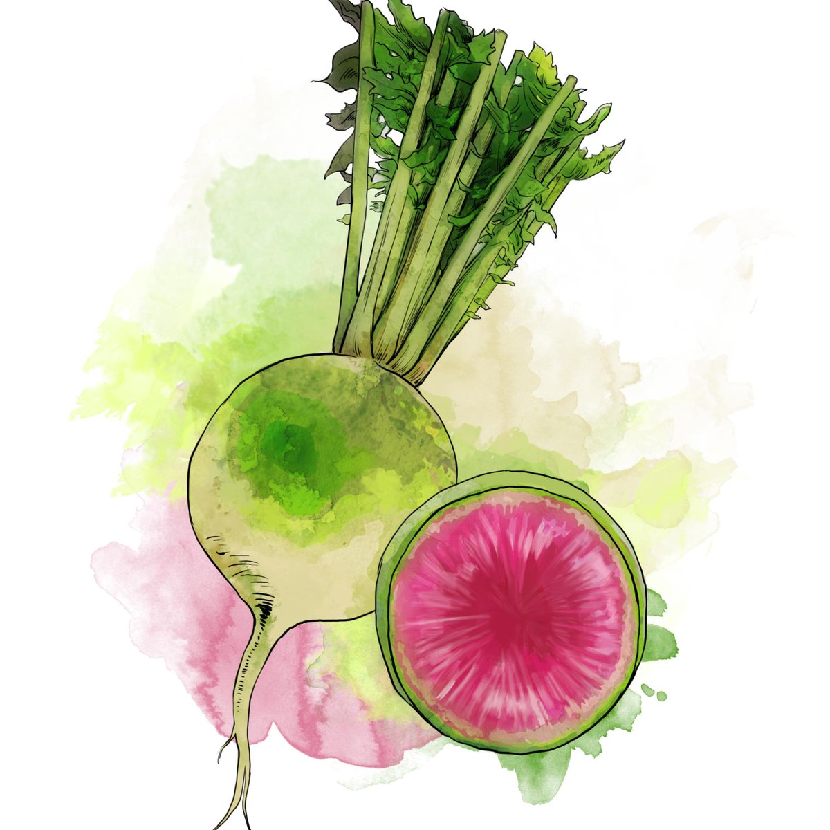 1200x1200 Thecleaverquarterly On Twitter The Chinese Name For Watermelon