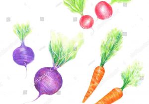 300x210 Pink Line Stock Vector Royalty Free Rhshutterstockcom Radish
