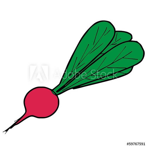 500x500 Radish Vector Drawing