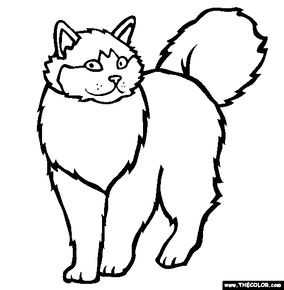 554x565 ragdoll breed cat online coloring page