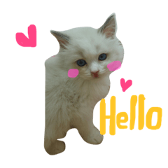 240x240 ragdoll cat michael line stickers line store