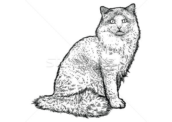600x424 ragdoll cat illustration, drawing, engraving, line art, vector