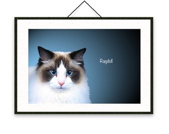 340x270 Ragdoll Cat Drawings Etsy