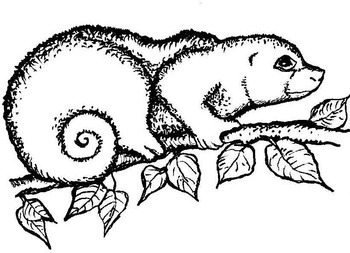 350x253 Commercial Clipart Rainforest Wildlife In Black And White