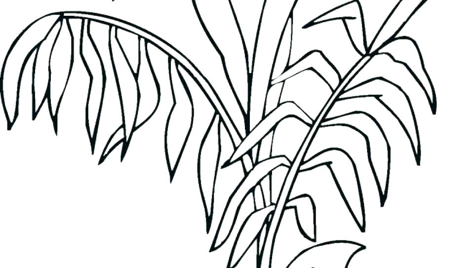 960x544 Rainforest Leaves Coloring Pages Plants Coloring Pages Plant Drawn