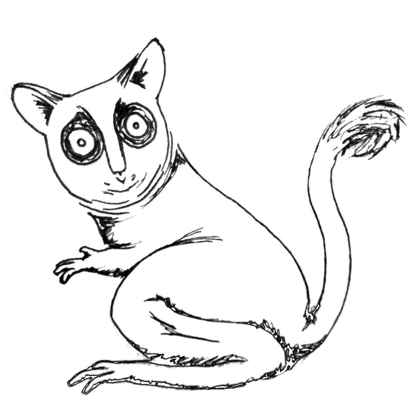 1392x1402 Pin Tropical Rainforest Animals Drawings