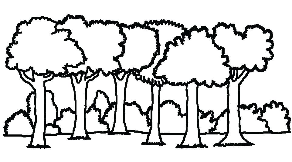 962x535 How To Draw Rainforest Trees Tropical Drawing Draw Rainforest