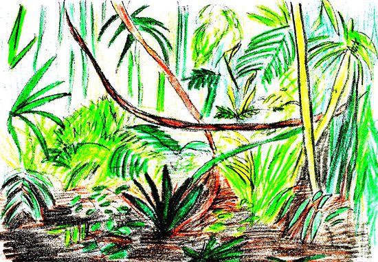 550x381 How To Draw A Rainforest Scene Steps