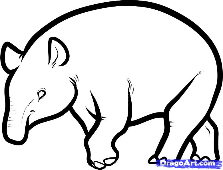 781x594 How To Draw A Malayan Tapir, Malayan Tapir, Step