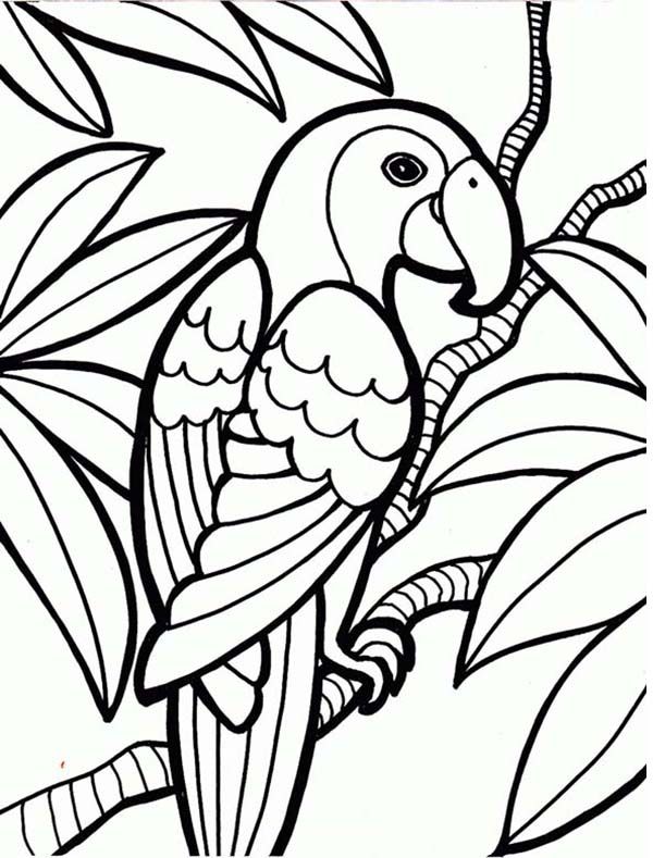 600x789 Parrot, Rainforest Parrot Coloring