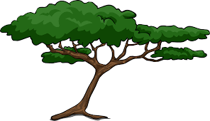 296x170 Image Result For Tree Clipart Trees Rainforest Trees, Tree