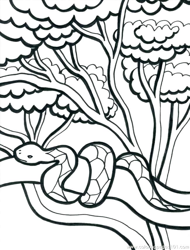 650x852 Jungle Coloring Pictures Pages Rainforest Pdf Tropical Winter Tree