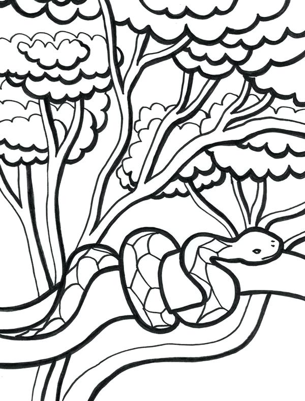 600x787 Medium Size Of Animals And Plants Coloring Pages Trees Colouring