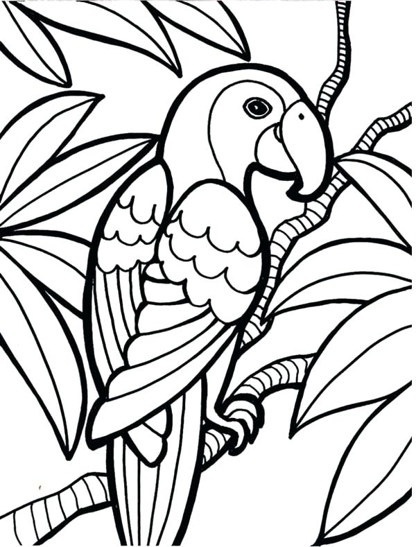 600x789 Rainforest Coloring Pages Parrot Coloring
