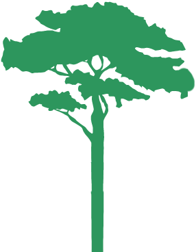 286x368 Rainforest Rainforest Layer Transparent Png Clipart Free