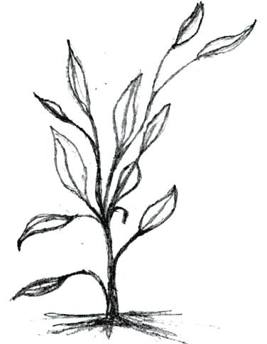 376x484 Vegetation Drawing Jungle Plant Transparent Png Clipart Free