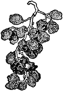 221x320 Raisins Clipart Etc