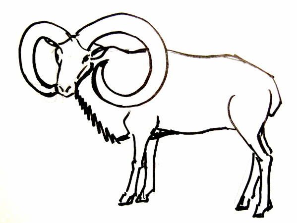 599x450 Ram Drawing Free Download