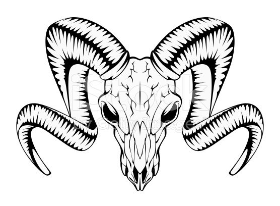 556x408 Ram Skull On A White Background Rams Ram Skull, Bull Skull