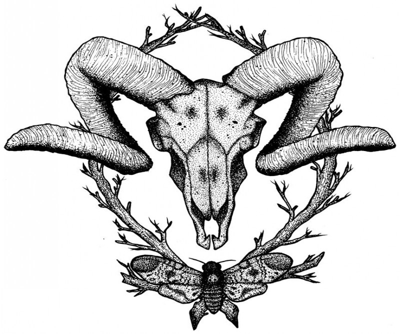 800x668 Dotwork Ram Skull With Moth And Crossed Branches Tattoo Design