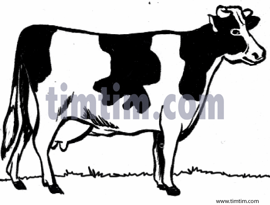 545x414 Free Drawing Of A Cow Bw From The Category Farm Animals Ranch