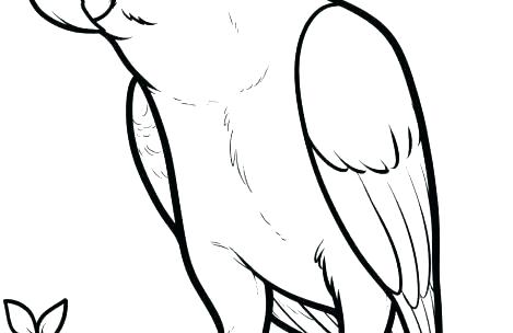 469x304 Coloring Pages Cockatiel