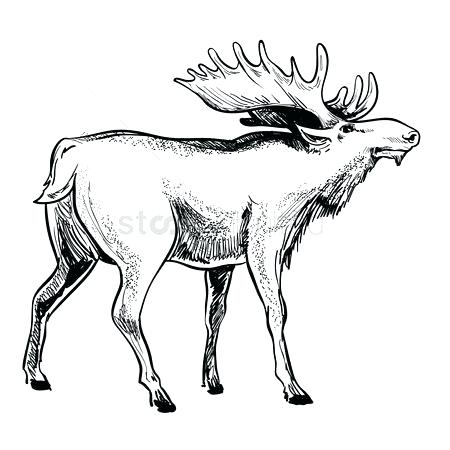 450x450 Drawings Of Moose Animal Drawings The Best Moose Mountain Drawing