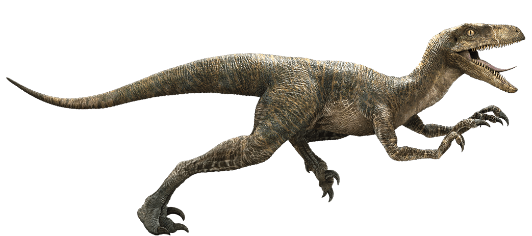 1043x463 velociraptor