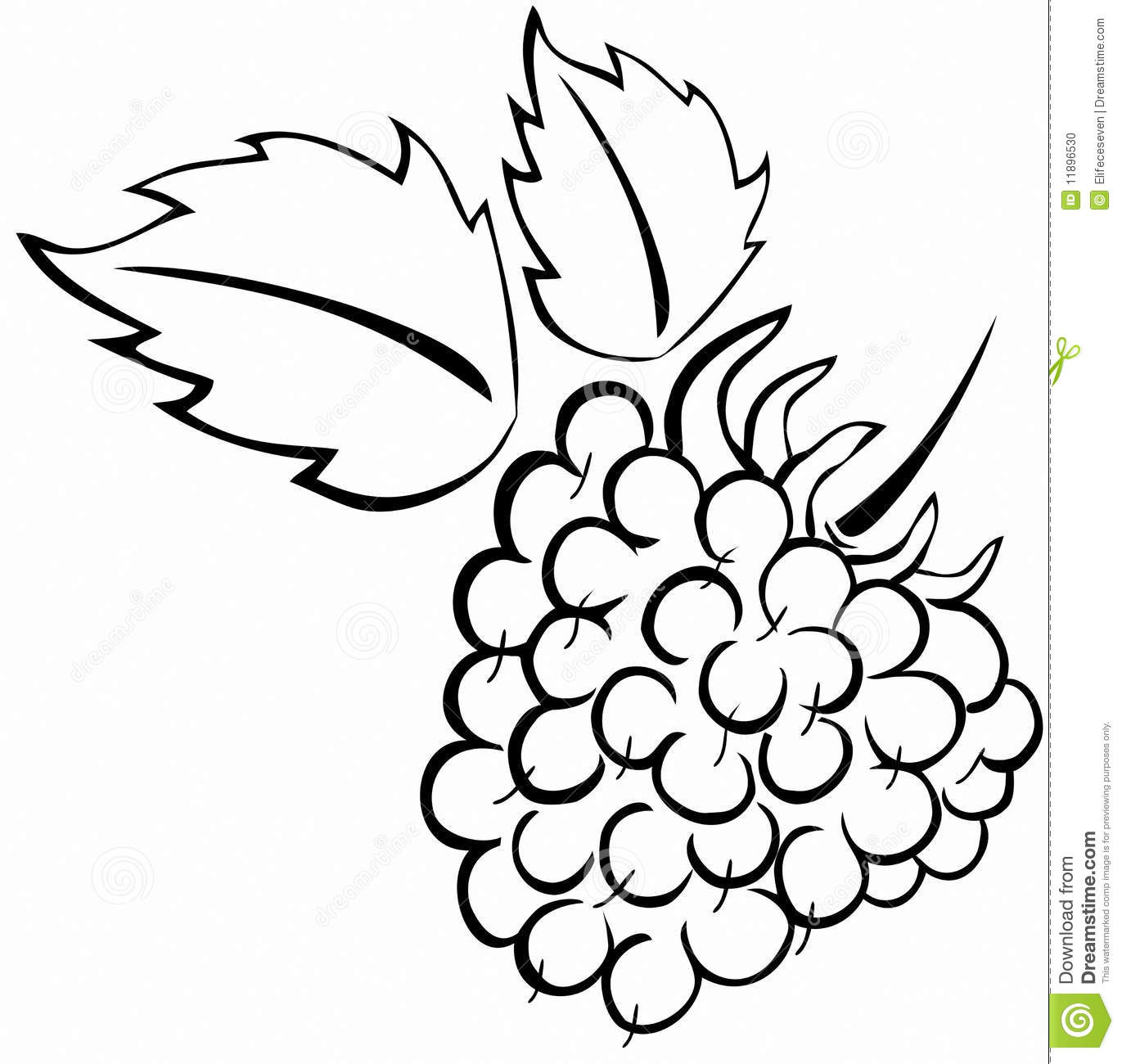 Raspberry Drawing