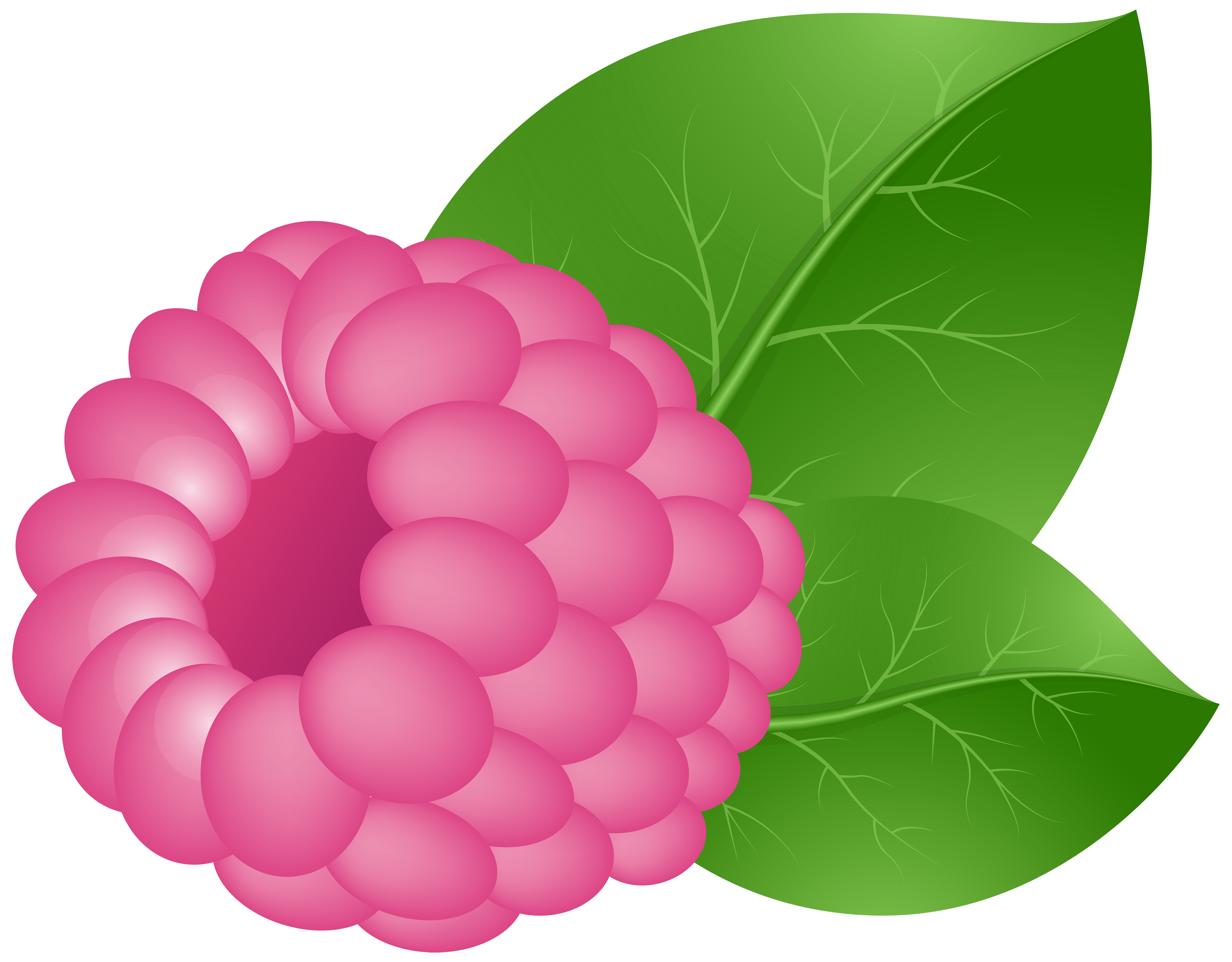 5000x3902 Collection Of Free Raspberry Drawing Vector Download On Ui Ex