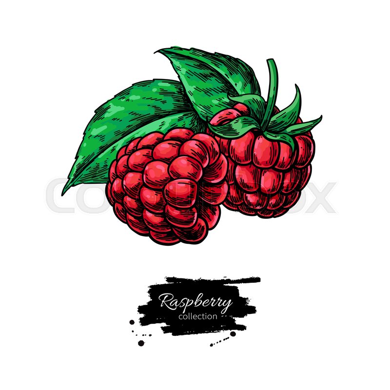 800x800 Raspberry Vector Drawing Isolated Stock Vector Colourbox