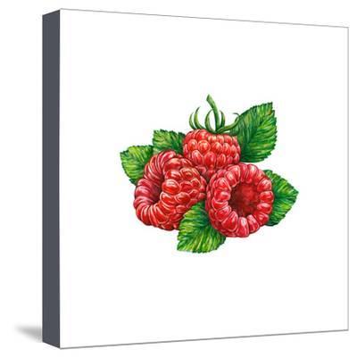 400x401 Watercolor Drawing Of Forest Raspberry Art Print
