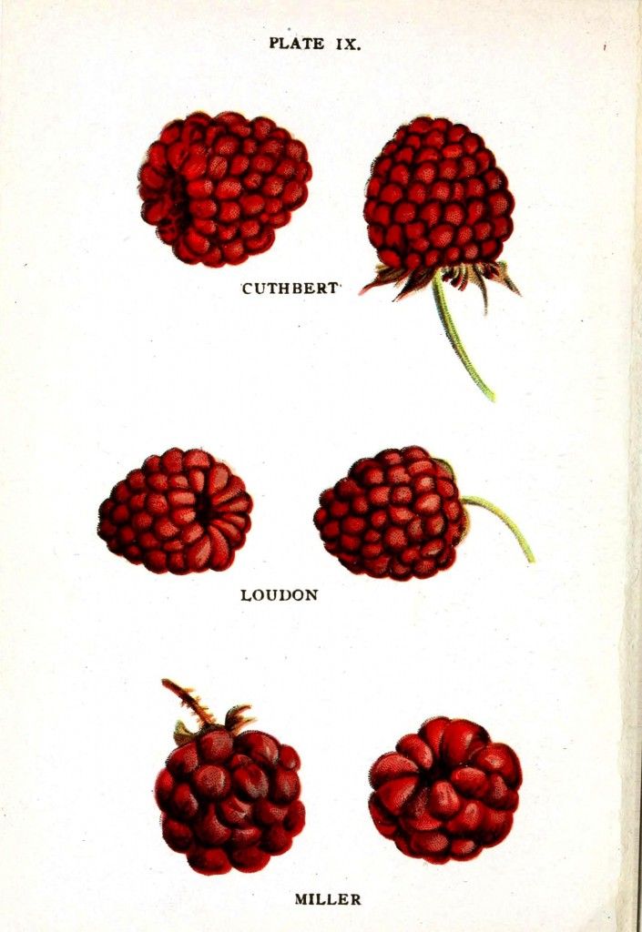 705x1024 Botanical Fruit Raspberry Varieties Vintage Printable