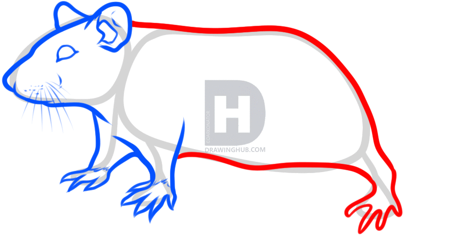 967x493 How To Draw A Rat, Step