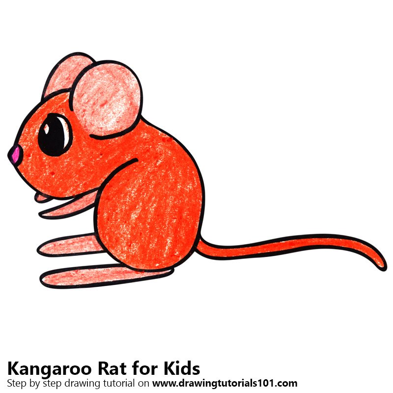 800x800 Learn How To Draw A Kangaroo Rat For Kids