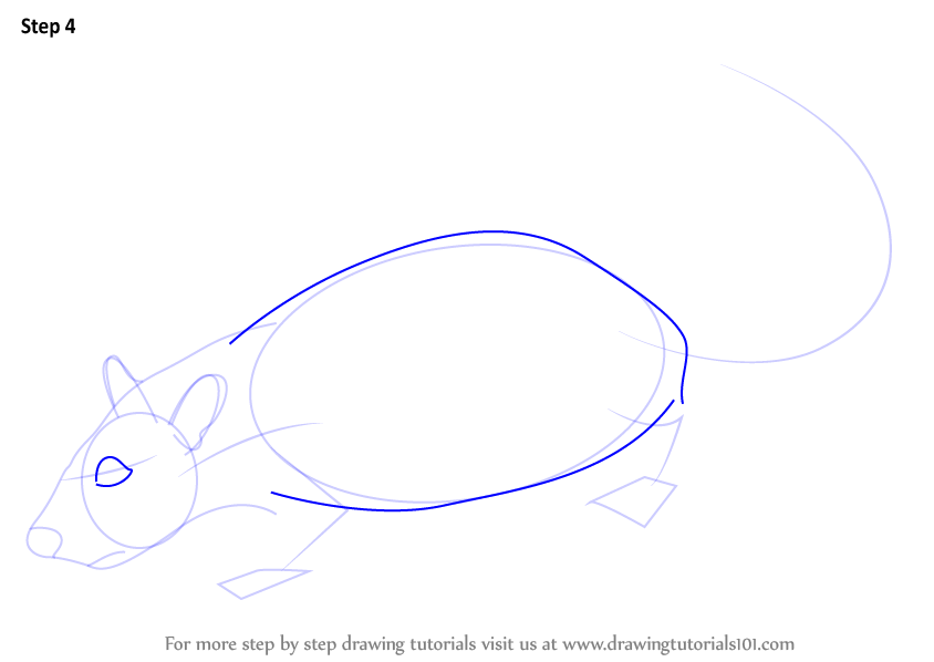 844x598 Learn How To Draw A Rat