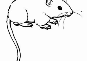300x210 Rat Drawing For Kids Learn How To Draw A Rat